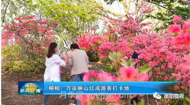 南陽桐柏：萬畝映山紅成游客打卡地(圖3)