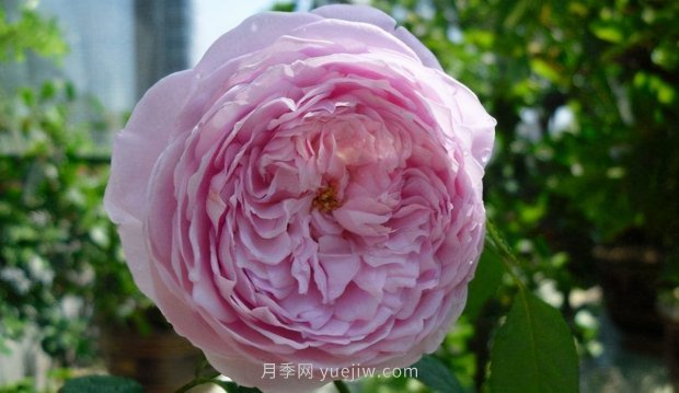 推薦9個(gè)花香濃郁的藤本月季品種，香飄滿院(圖8)