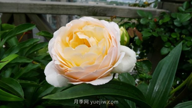 推薦9個(gè)花香濃郁的藤本月季品種，香飄滿院(圖5)