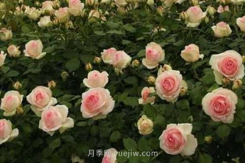 月季花品種介紹，開花多花苞大你值得擁有(圖5)