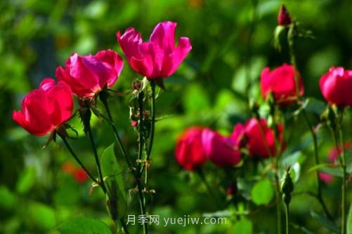 北京的市花是什么？北京的市花是月季還是菊花呢？(圖2)