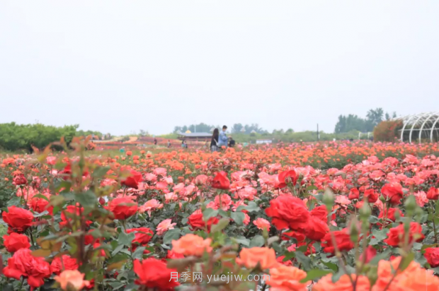 來(lái)南陽(yáng)世界月季大觀園，看超美月季花(圖冊(cè))(圖2)