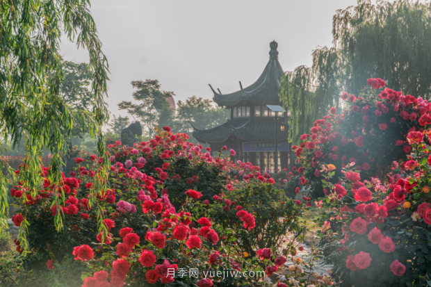 來(lái)南陽(yáng)世界月季大觀園，看超美月季花(圖冊(cè))(圖5)