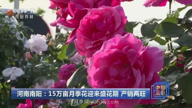 河南南陽：15萬畝月季花迎來盛花期 產(chǎn)銷兩旺(圖1)