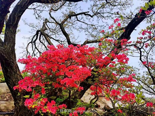 南陽(yáng)桐柏：紅綠旅游總相宜(圖1)