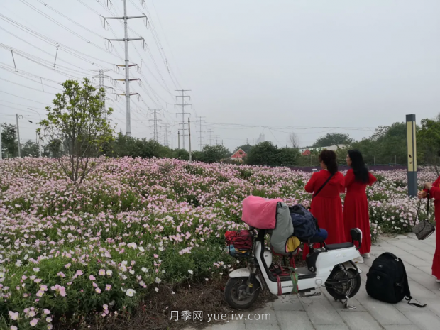 平頂山區(qū)湛南路花海大道上月季繁花似錦(圖3)