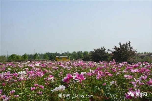 山東滕州：龍陽鎮(zhèn)五月的花卉，開遍了原野(圖3)