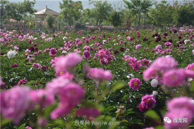 山東滕州：龍陽鎮(zhèn)五月的花卉，開遍了原野(圖2)