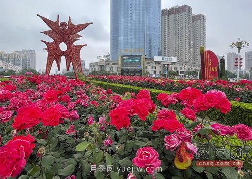 商丘月季花開香滿城(圖1)