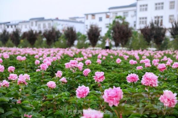 洛陽芍藥花海向市民游客免費開放(圖1)