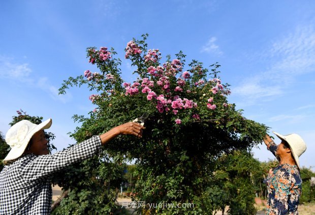 ***走進(jìn)這片花海，南陽(yáng)月季產(chǎn)業(yè)生態(tài)富民(圖5)