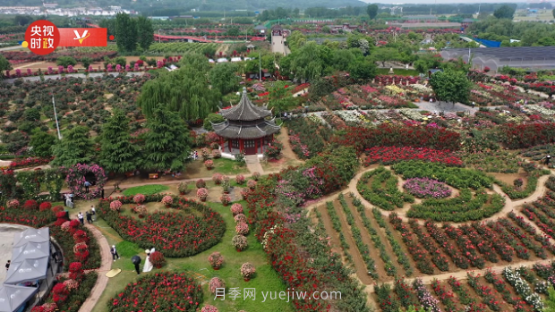 共享生態(tài)美景 助推鄉(xiāng)村振興——走進(jìn)南陽月季博覽園(圖2)