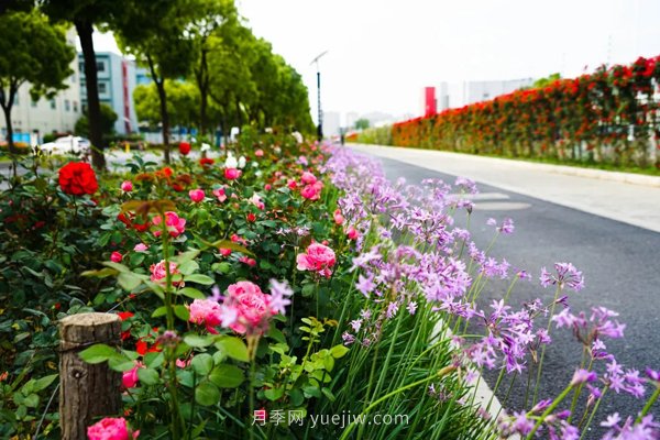 百個(gè)景點(diǎn)、百條花道、百里花帶……未來(lái)幾月，上海繁花似錦(圖7)