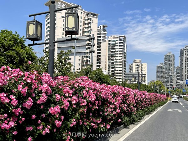 百個(gè)景點(diǎn)、百條花道、百里花帶……未來(lái)幾月，上海繁花似錦(圖6)