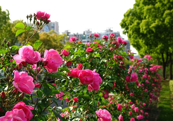 百個(gè)景點(diǎn)、百條花道、百里花帶……未來(lái)幾月，上海繁花似錦(圖2)