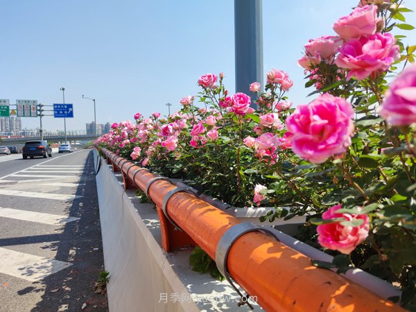 百個(gè)景點(diǎn)、百條花道、百里花帶……未來(lái)幾月，上海繁花似錦(圖9)