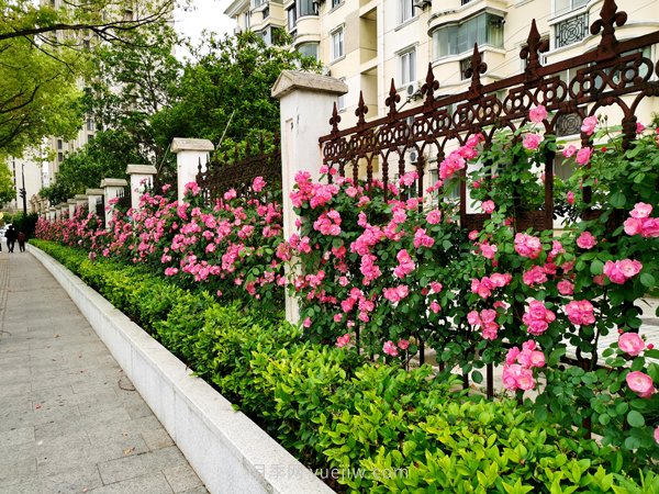 百個(gè)景點(diǎn)、百條花道、百里花帶……未來(lái)幾月，上海繁花似錦(圖1)