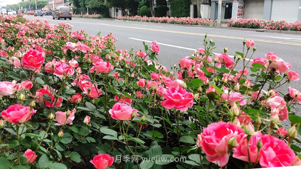 百個(gè)景點(diǎn)、百條花道、百里花帶……未來(lái)幾月，上海繁花似錦(圖8)