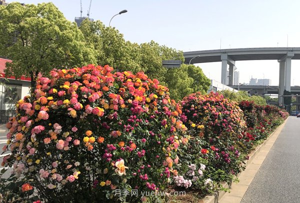 百個(gè)景點(diǎn)、百條花道、百里花帶……未來(lái)幾月，上海繁花似錦(圖5)