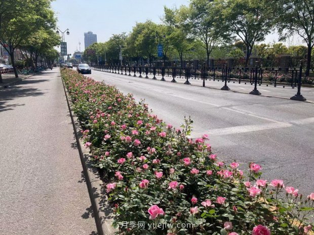 屬于月季的***美賞花季來了！上海正打造百條花道(圖3)