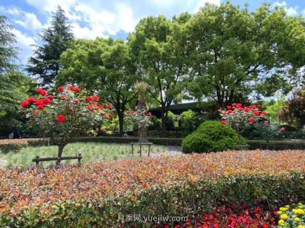 上海哪里月季花***美？到這些公園來看月季吧！(圖11)