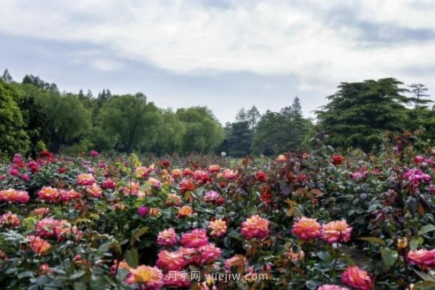 上海哪里月季花***美？到這些公園來看月季吧！(圖6)