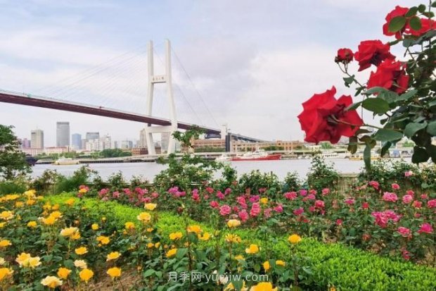 上海哪里月季花***美？到這些公園來看月季吧！(圖15)