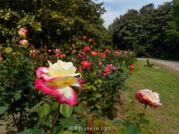 上海哪里月季花***美？到這些公園來看月季吧！(圖7)