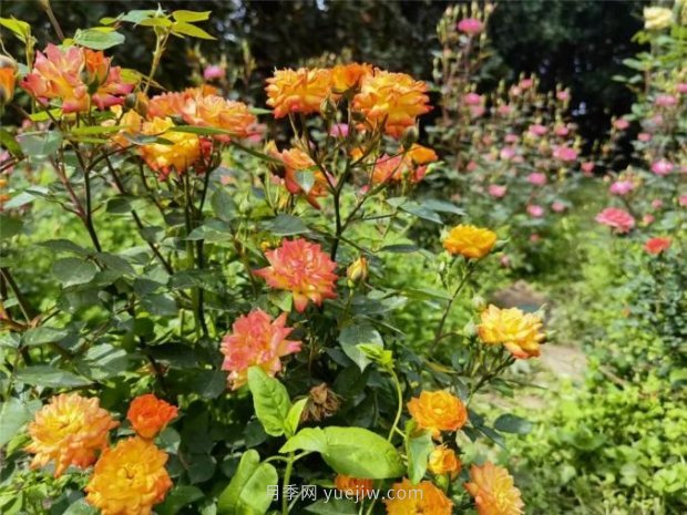 上海哪里月季花***美？到這些公園來看月季吧！(圖8)