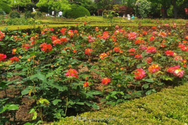 上海哪里月季花***美？到這些公園來看月季吧！(圖13)