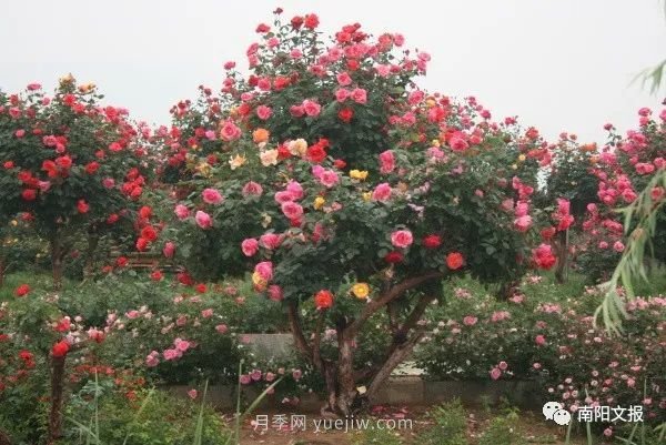 南陽自然條件卓越，產(chǎn)業(yè)發(fā)展迅速，獨享“世界月季名城”稱號(圖2)