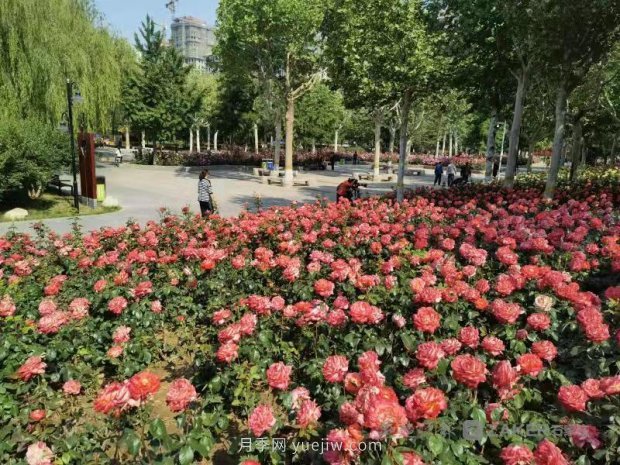 石家莊東環(huán)公園的月季正值盛花期，快來打卡(圖1)