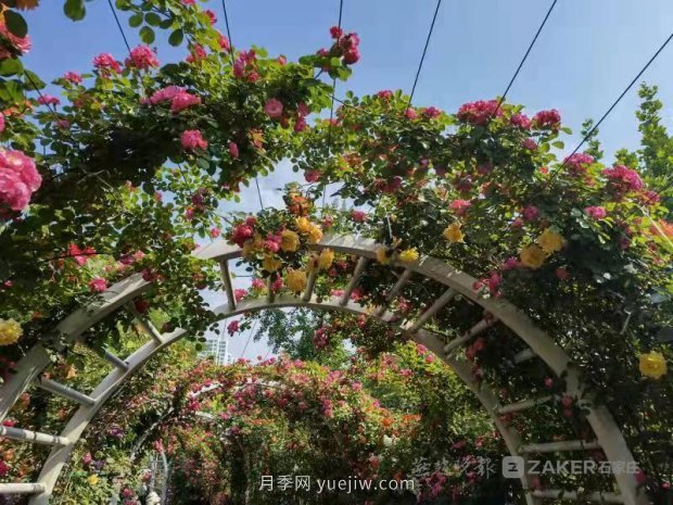 石家莊東環(huán)公園的月季正值盛花期，快來打卡(圖3)