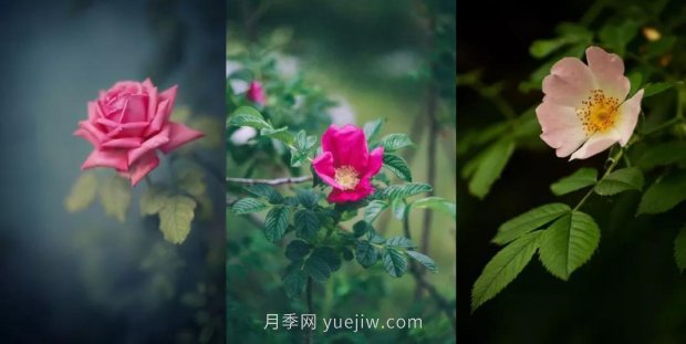 關(guān)于玫瑰花的這些冷知識你知道幾條？(圖1)