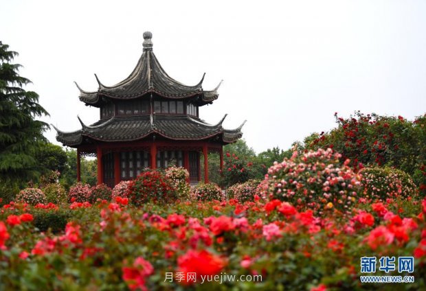 月季花開(kāi) 飄香南陽(yáng)(圖4)