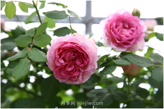 萊州月季花開上?；ú?百花斗妍崇明島(圖1)