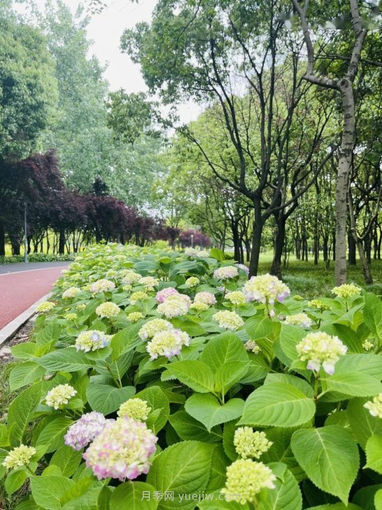 月季成墻、繡球綻放……上海長(zhǎng)寧外環(huán)林帶生態(tài)綠道花開正艷(圖3)