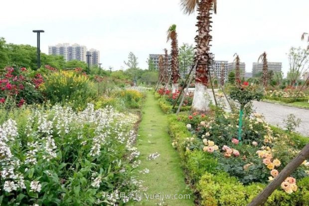 上海閔行區(qū)花好月園公園，萬株月季怒放快來品(圖3)