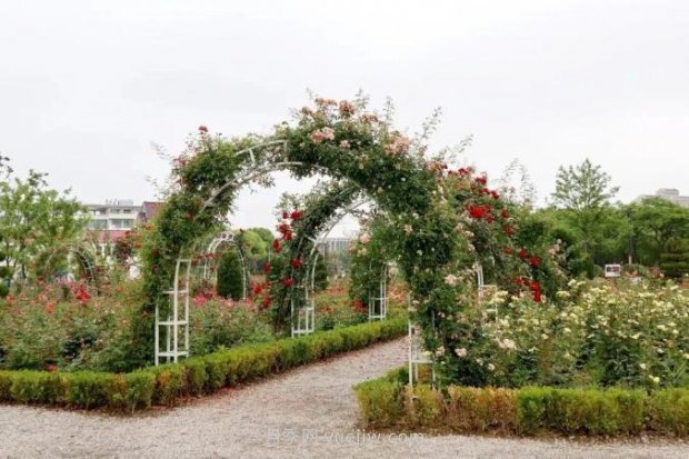 上海閔行區(qū)花好月園公園，萬株月季怒放快來品(圖6)