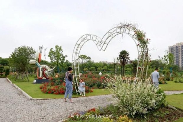 上海閔行區(qū)花好月園公園，萬株月季怒放快來品(圖7)