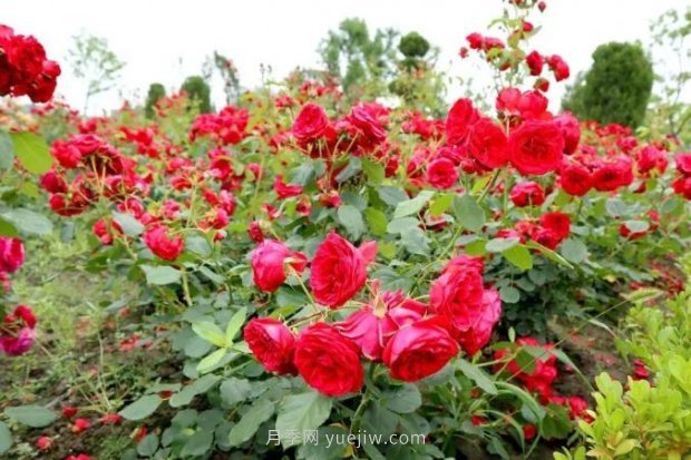 上海閔行區(qū)花好月園公園，萬株月季怒放快來品(圖4)