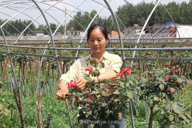 河南南陽(yáng)臥龍區(qū)：“花草產(chǎn)業(yè)”月季艾草唱響富民曲(圖1)