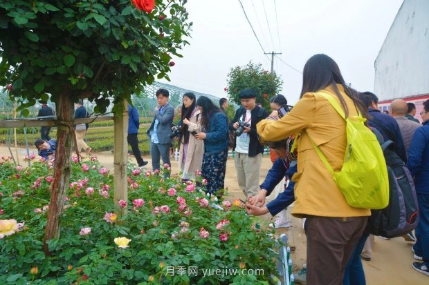 河南南陽(yáng)臥龍區(qū)：“花草產(chǎn)業(yè)”月季艾草唱響富民曲(圖2)