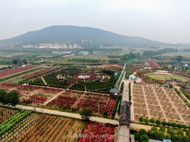 河南南陽(yáng)臥龍區(qū)：“花草產(chǎn)業(yè)”月季艾草唱響富民曲(圖3)