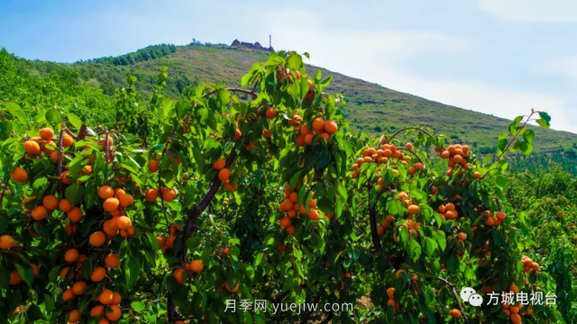 南陽方城縣舉辦第二屆烏云山鄉(xiāng)村游暨桃杏采摘節(jié)(圖4)