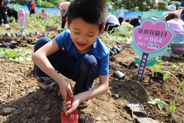 漯河城管園林科研所，邀請(qǐng)400余位市民花田體驗(yàn)栽花(圖2)