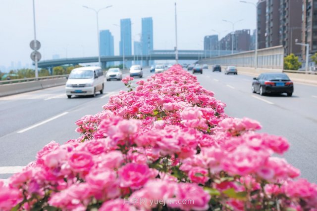 南陽(yáng)月季變身武漢網(wǎng)紅，花中皇后香飄大江南北(圖1)