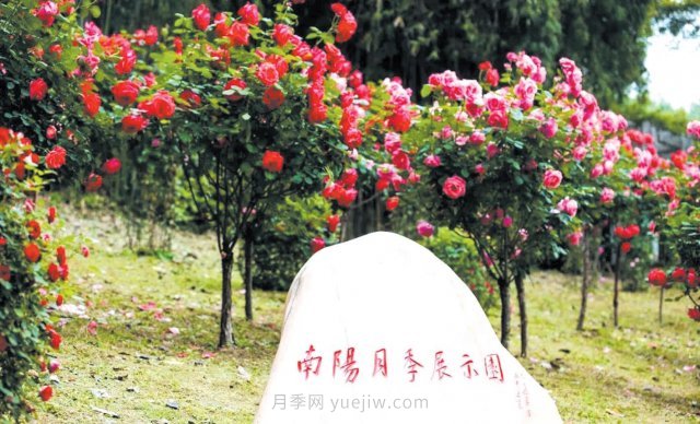 南陽(yáng)月季變身武漢網(wǎng)紅，花中皇后香飄大江南北(圖2)