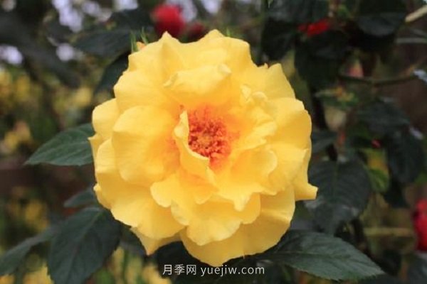 月季花修剪及施肥時(shí)間和方法(圖1)