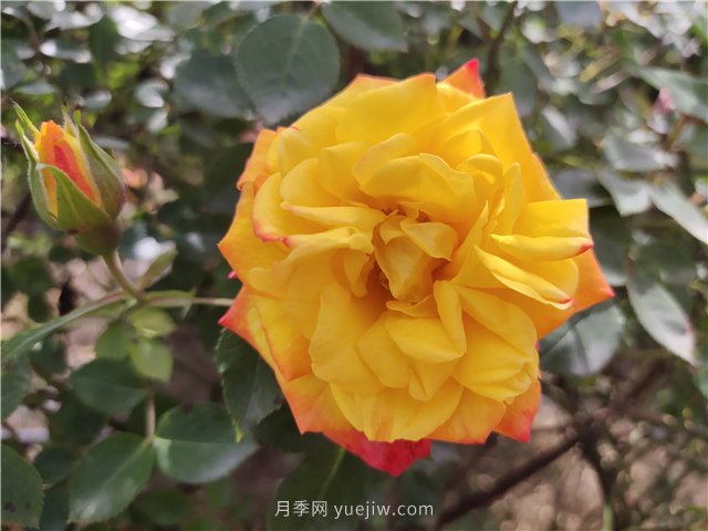 家庭養(yǎng)花葉子發(fā)黃的5種表現(xiàn)和解決辦法(圖1)